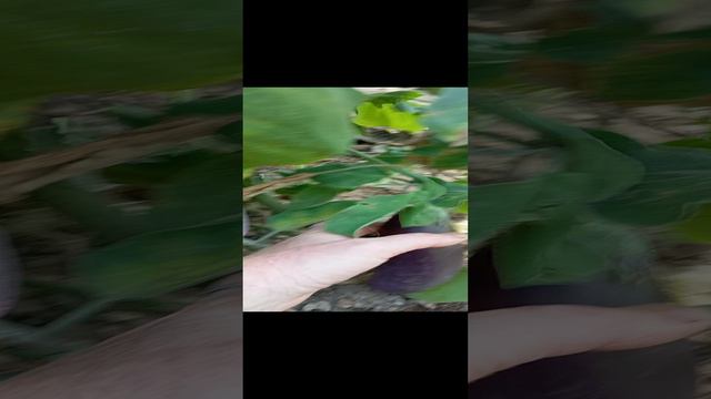 Баклажаны сортов Андрюша, Король севера, Буржуй))))