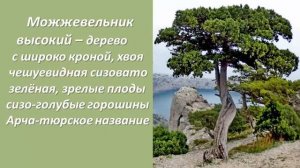 Хвойные деревья и кусты Крыма. Названия деревьев, чем схожи и чем отличаются.