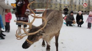 СЕВЕРОДВИНСК отпраздновал МАСЛЕНИЦУ  катанием на ОЛЕНЯХ, ВЕРБЛЮДЕ и ЛОШАДЯХ