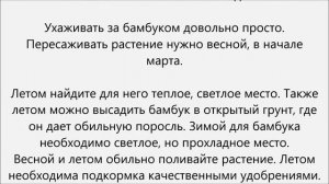 Как посадить бамбук