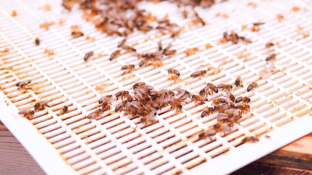 КАК ОБЪЕДИНИТЬ СЕМЬИ! смотреть онлайн