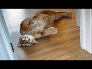 Месси слишком избалован. Пума Месси отказался от...