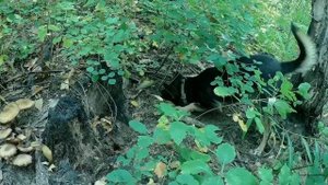 Грибы юга Приморского края . 6 октября .