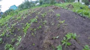 Посадка картофеля Американка в пирамиды. Сколько картофеля будет с сотки земли? 600 КГ С СОТКИ?!