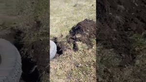 дача с нуля. купил участок с чего начать. 8 соток. участок в чистом поле.