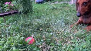 НЕ ЗАВОДИТЕ ТАКСУ ПОКА НЕ ПОСМОТРИТЕ ЭТО ВИДЕО #dog #такса #собака #Dachshund