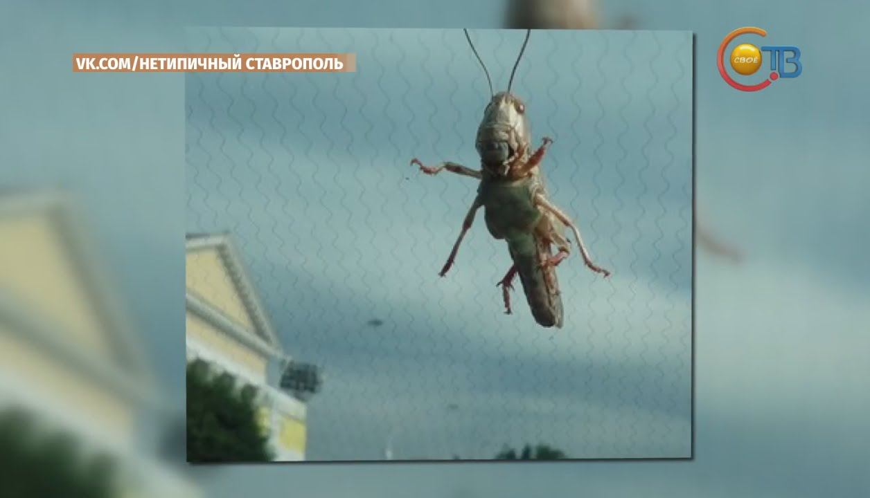 Саранча дзен канал последнее