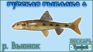 РР4 ВЬЮНОК ПЕСКАРЬ / РУССКАЯ РЫБАЛКА 4 ПЕСКАРЬ / RUSSIAN FISHING 4 MINNOW