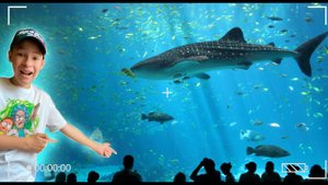 Обзор_ Как я был в океанариуме!