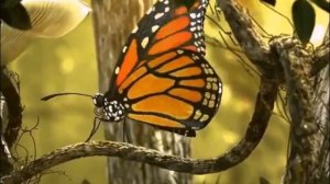 Я словно бабочка к огню... Романс.