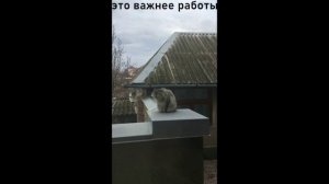 ПРИКОЛЫ ПРО НАШЕГО КОТА