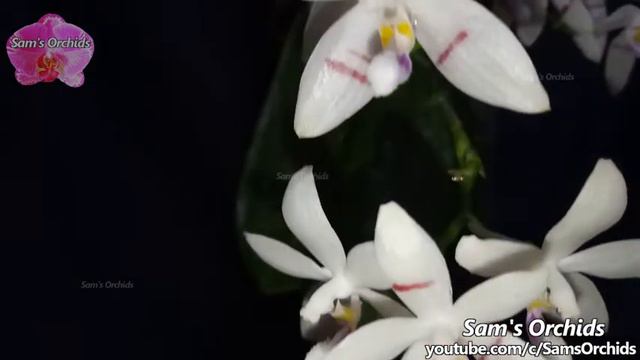 Phalaenopsis tetraspis mounted orchid reblooming 2021 смотреть онлайн