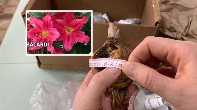 Сирень и лилии из Пулков сад. Обзор смотреть онлайн