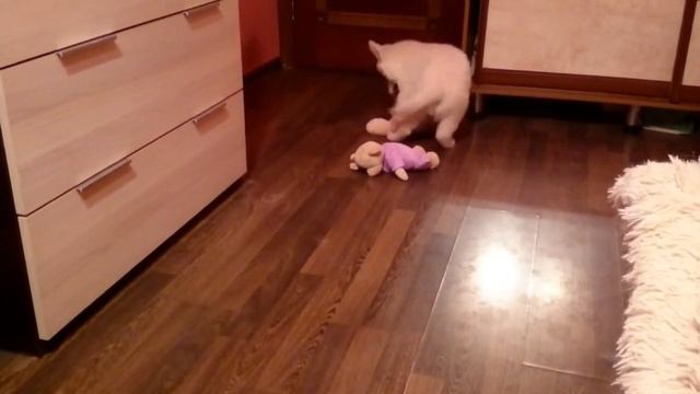 Сибирское Солнце Игрит смотреть онлайн