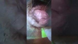 в. шурочкин эмануэль