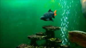 Астронотусы в общем аквариуме - 2.