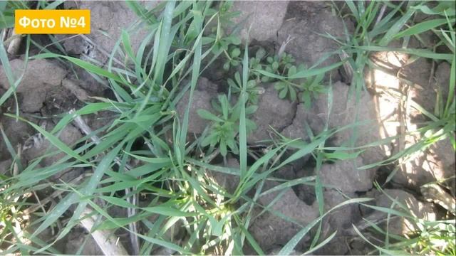 Проблемы засорения на озимой пшенице смотреть онлайн