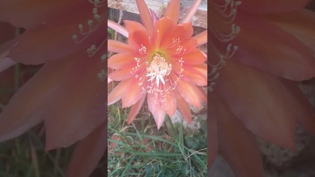 EPIPHYLLUM COLOR NARANJA 01 04 2023