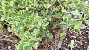 Crassula ovata 'Variegata' (Variegated Jade Plant) - is a slow growing, elegantly branched succulen