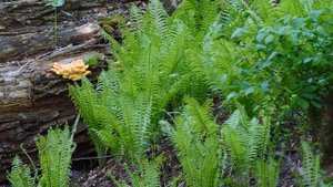 Озеро Панское