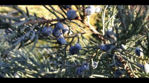 топ 5 можевельников который украсят вашу горку и альпинарий .стелющийся можжевельник.