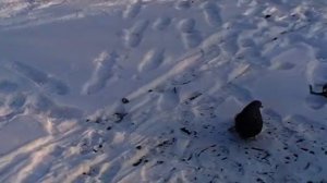 Мелитопольские голуби 19,01,2021 год