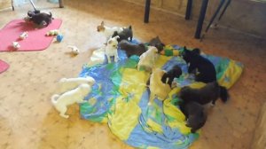 Крутые МИНИ #чихуахуа ЩЕНКИ 06.07.23 ПОМОГИТЕ придумать КЛИЧКИ 2 мальЧИШКАМ #купитьчихуахуапродам