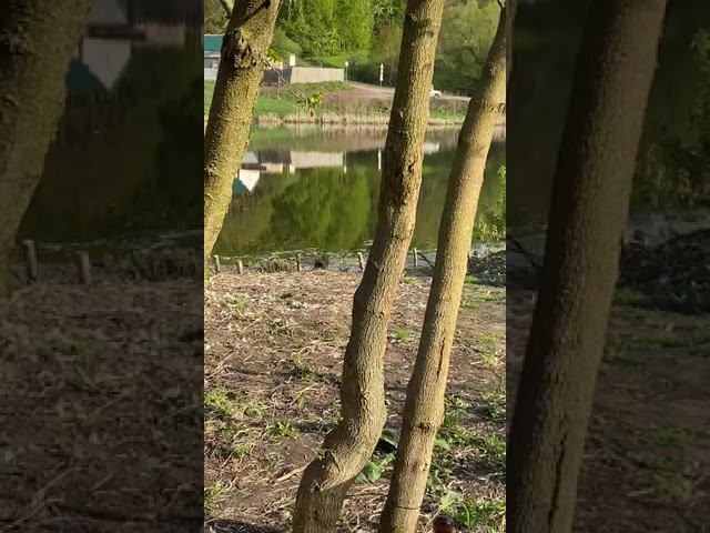 "Голодный" селезень и подсадная утка. смотреть онлайн