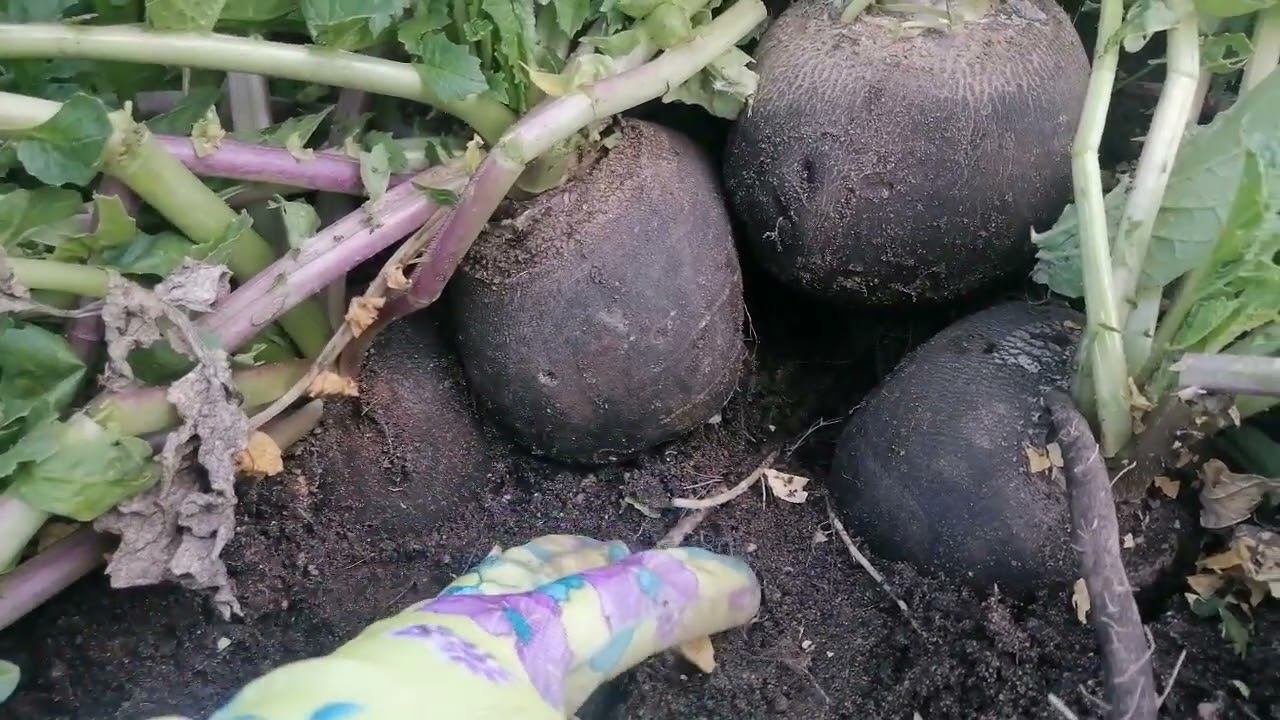 Дайкон черный. Редька на грядке. Уборка дайкона. Как садить редьку. Редька рубиновый сюрприз.