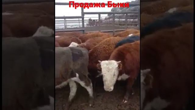 Бычки Герефорды и Казахская Белоголовая Продажа ?? смотреть онлайн