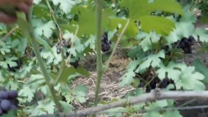 Сколько листьев нужно оставлять для хорошего сахара и вкуса на кусту винограда при чеканке .