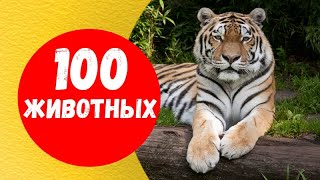 ЗВУКИ ЖИВОТНЫХ для самых маленьких. Как говорят животные.