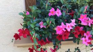 Цветы  - 10 лучших. Красивоцветущие,  комнатные, для кашпо.