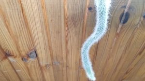 Хильдевинтера Коладемононис (Hildewintera colademononis)