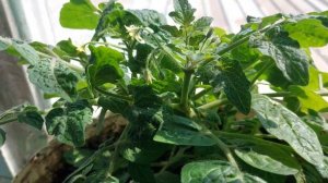 Результат выращивания мини томатов на подоконнике и северной  стороне. Томату 2 года