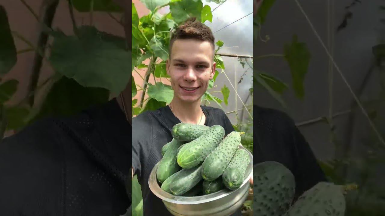 Лучший урожай - урожай со своего огорода смотреть онлайн