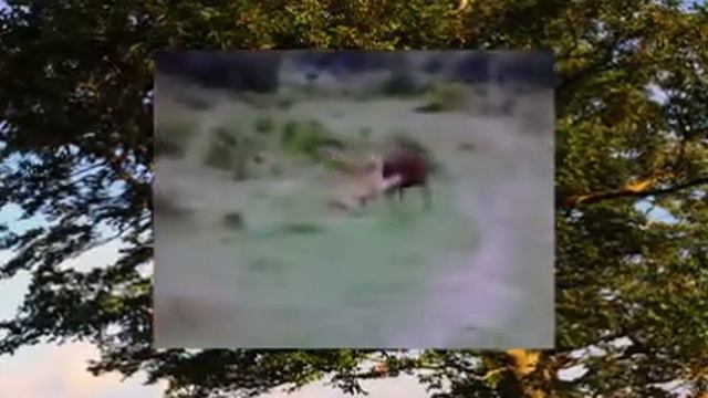 Буйвол помогает товарищу отбиться от льва, забавные животные смотреть онлайн