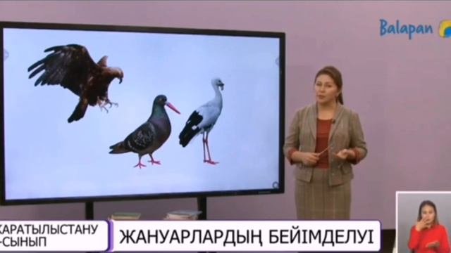 Жануарлардың бейімделуі