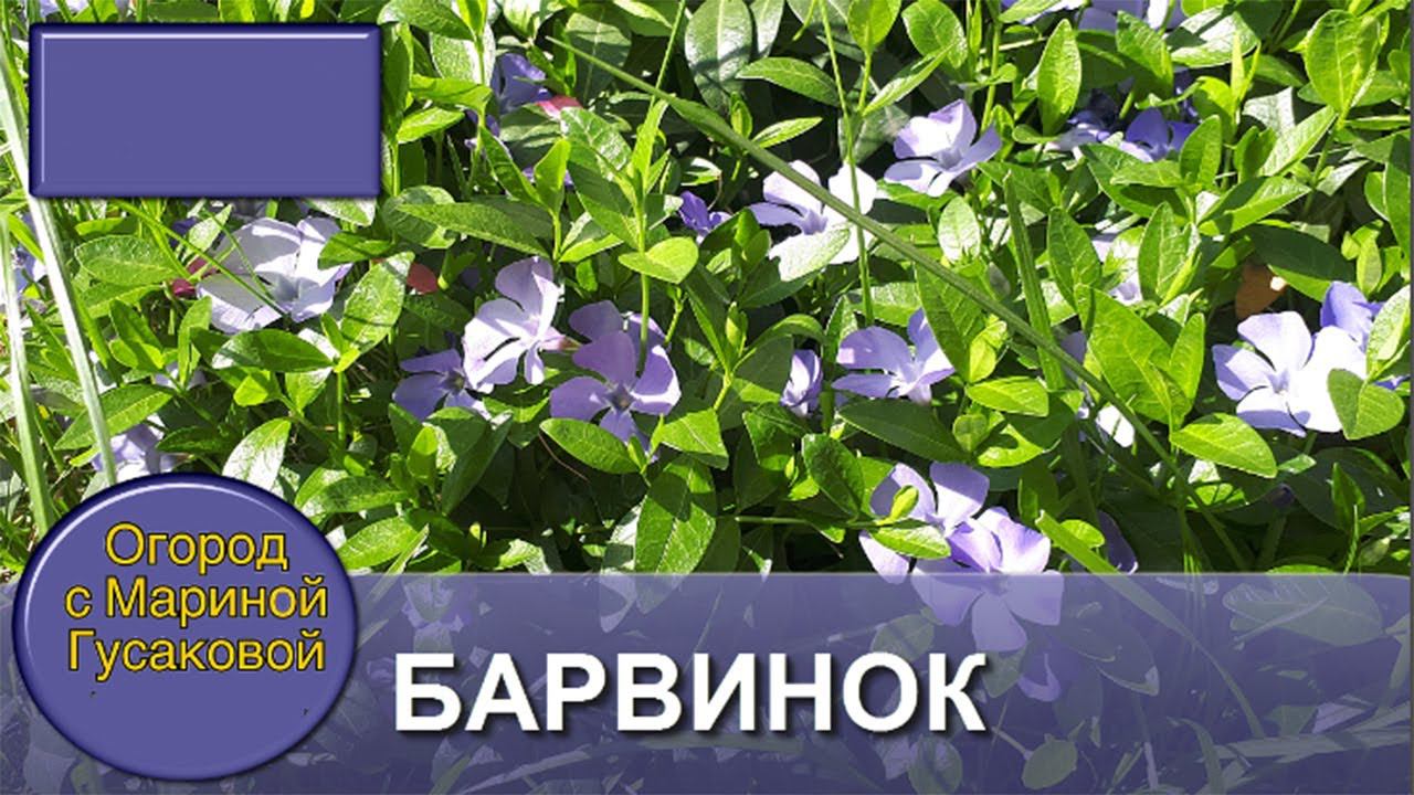 Как прекрасен цветущий сад весной - БАРВИНОК цветение в мае