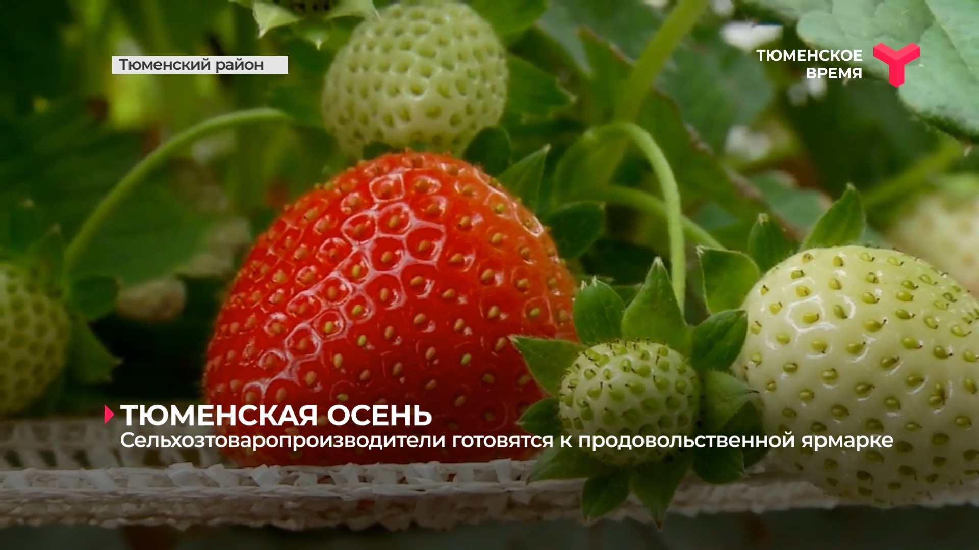 Тюменская осень