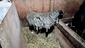 Вес бычка породы "Швиц" в 2 месяца.