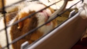 С Днем Рождения, АРНОЛЬД! / Морской свинке 1 год! / SvinkiShow