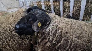 Лучшие племенные бараны в России! Племенные овцы Суффолк! Разведение овец и баранов! Овцеводство