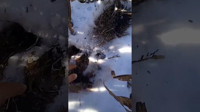 охота на кабана в кукурузе троплением. #shorts #hunting #hunter #boarhunting #охотанакабана #кабан