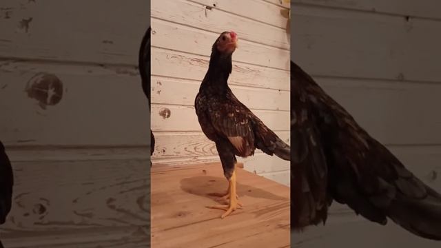 Ко-шамо, возраст 4-ый месяц, немецкая линия. Продажа смотреть онлайн