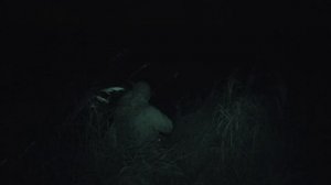 Охота на бобра с тепловизором #21 castor fiber