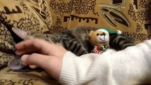 Вот что делают коты перед сном 2 (более скучная но няшная версия)? смотреть онлайн