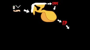 Гормон роста. Соматотропин. Механизм действия. Способы повышения.