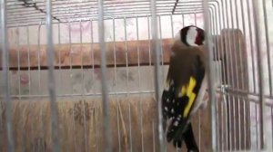 Птицы в клетке чиж и щегол