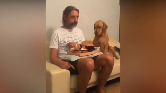 Пса Совершенно Не Интересует, Что Ест Его Хозяин смотреть онлайн